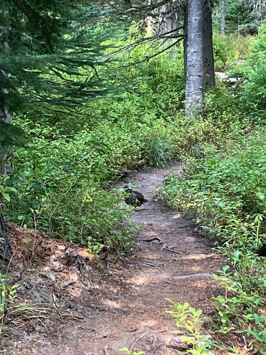 Spruce Grouse - ML642022845