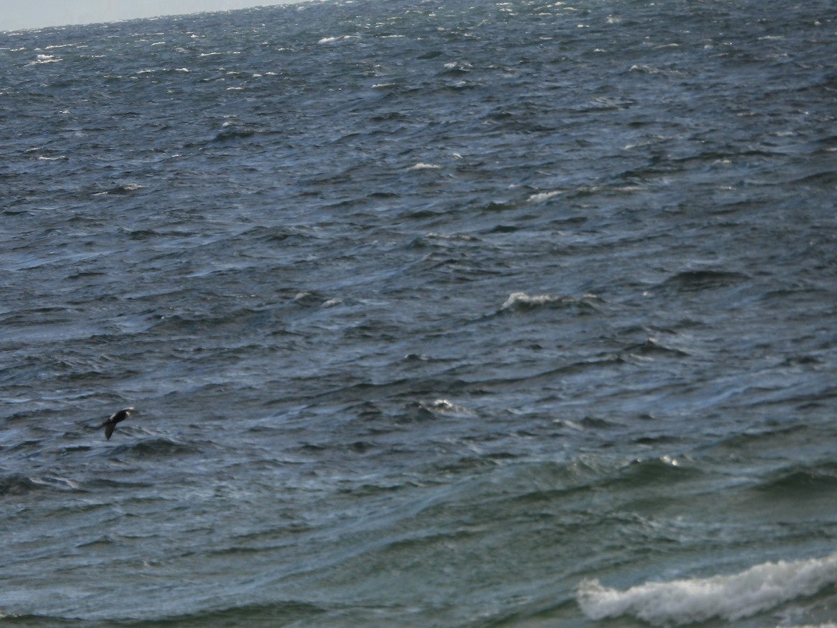 Common Eider - ML642022855