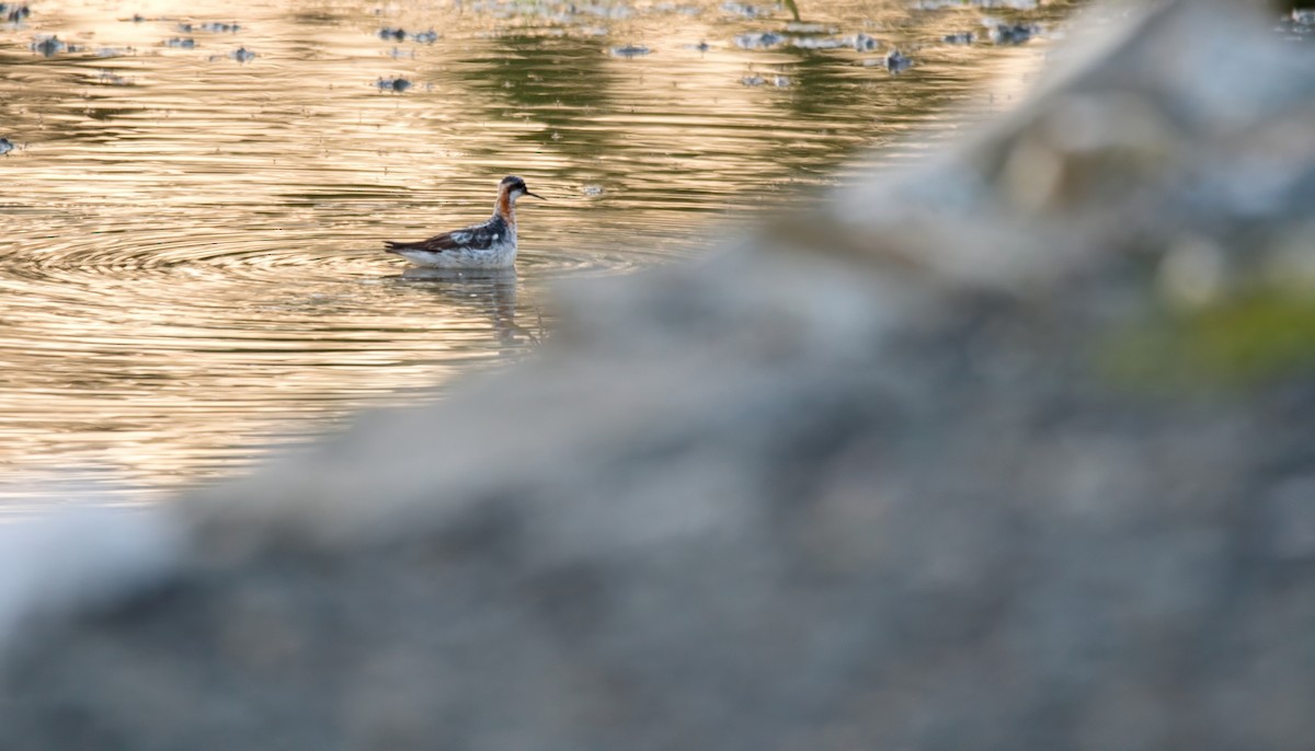 lyskonoh úzkozobý - ML642022857