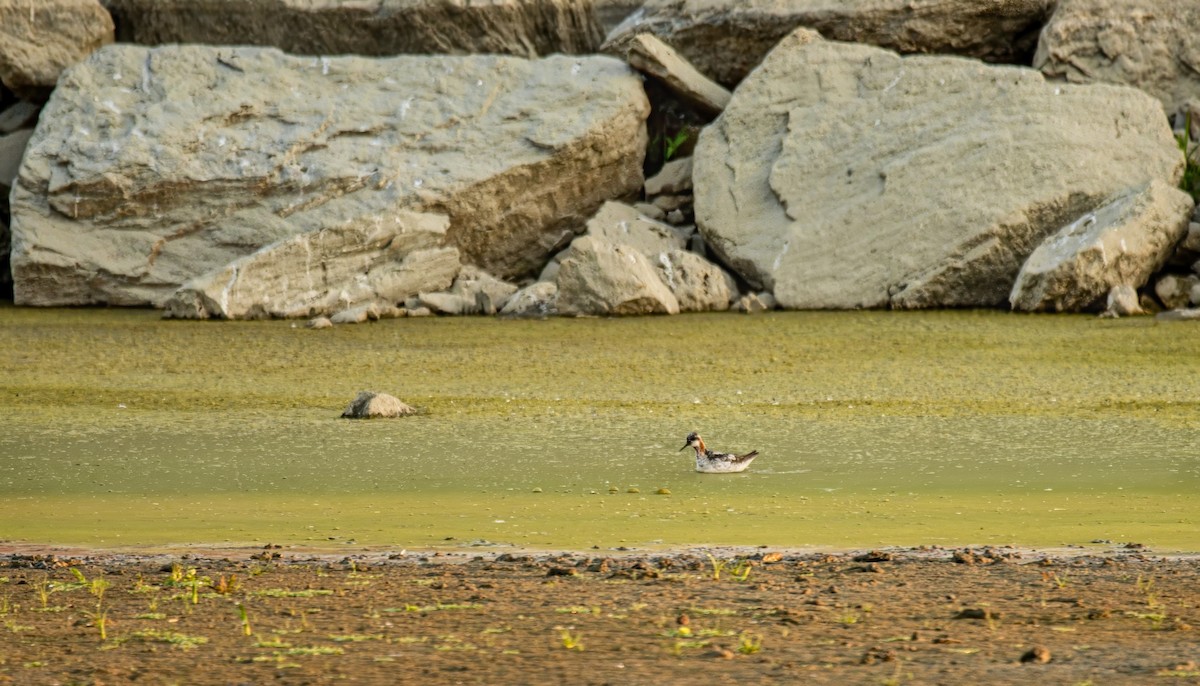 lyskonoh úzkozobý - ML642022858