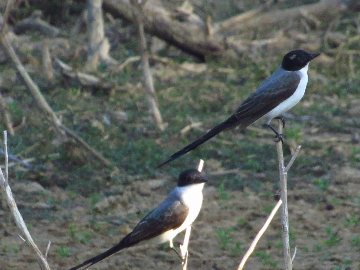 Fork-tailed Flycatcher - ML642022865