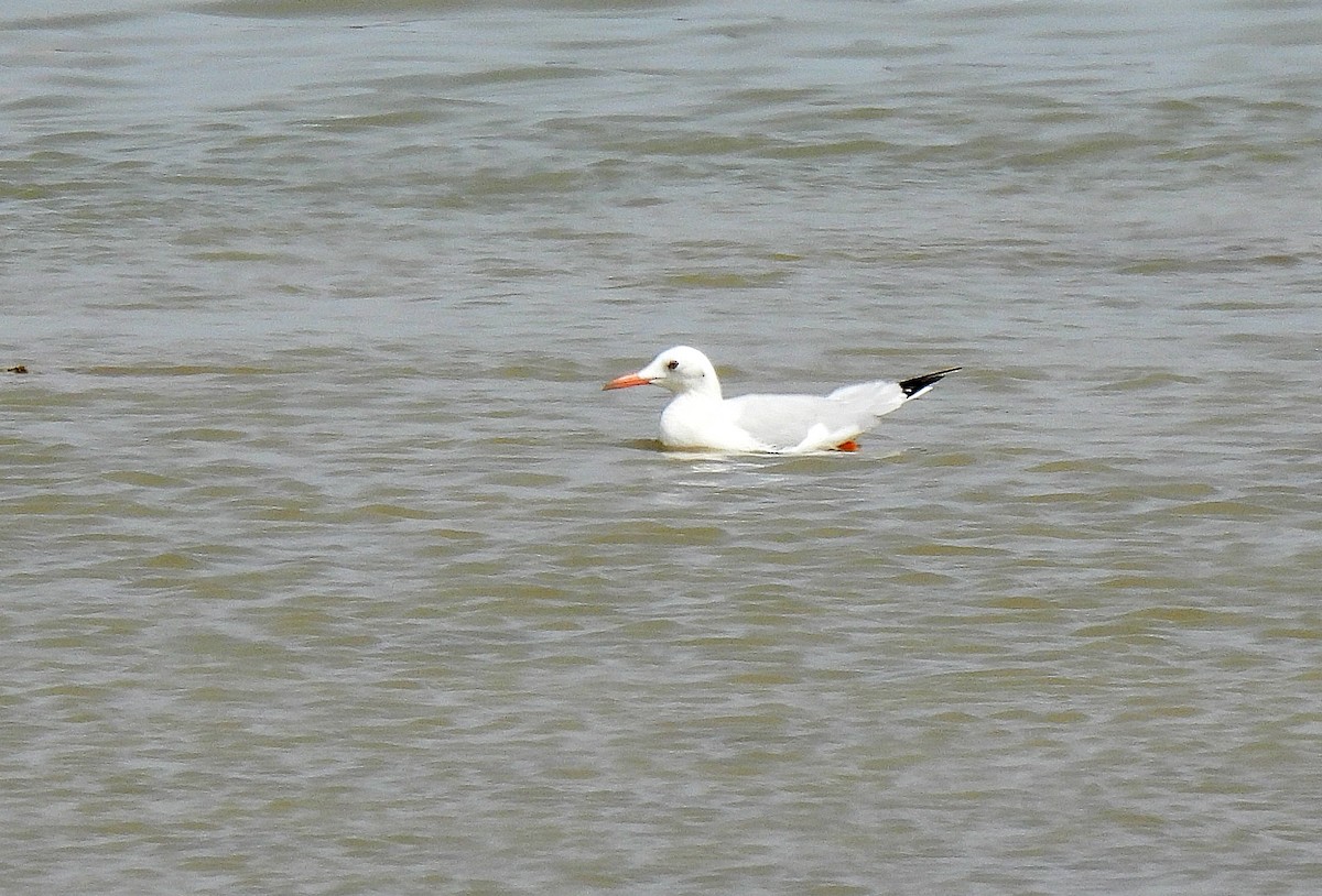 Slender-billed Gull - ML642022876