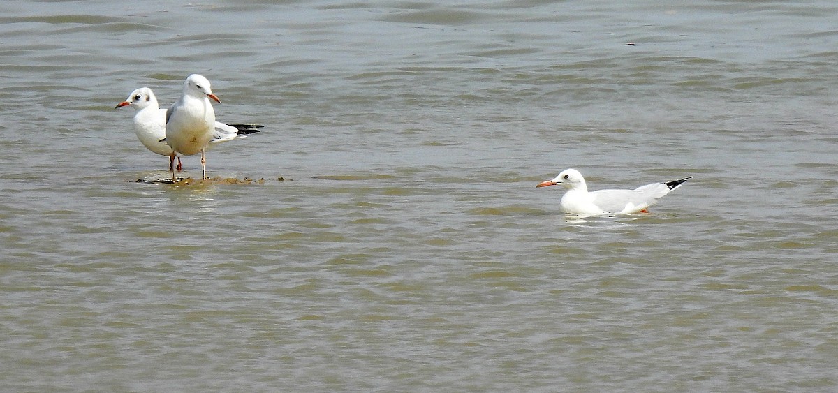 Slender-billed Gull - ML642022877