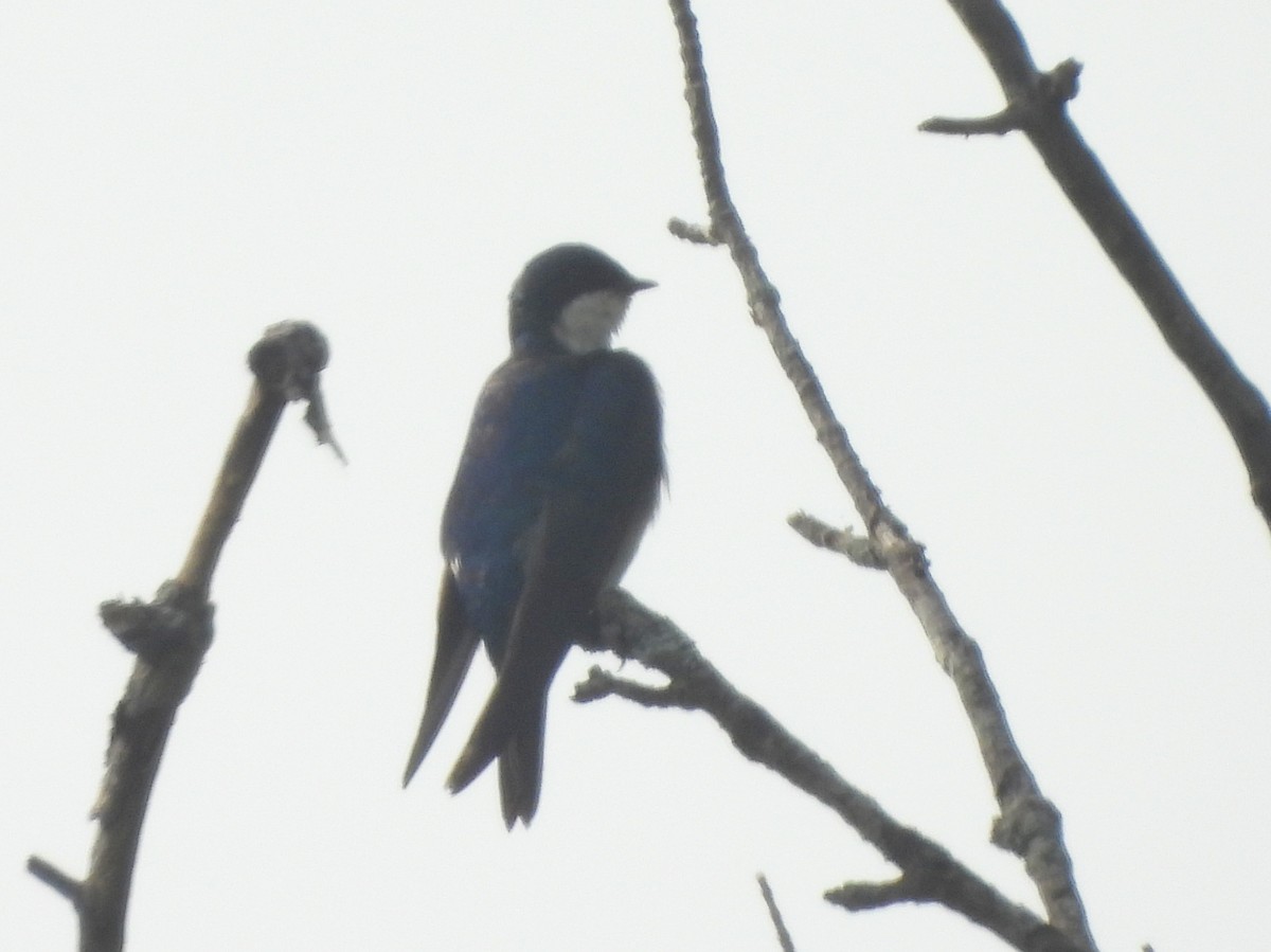 Tree Swallow - ML642022878