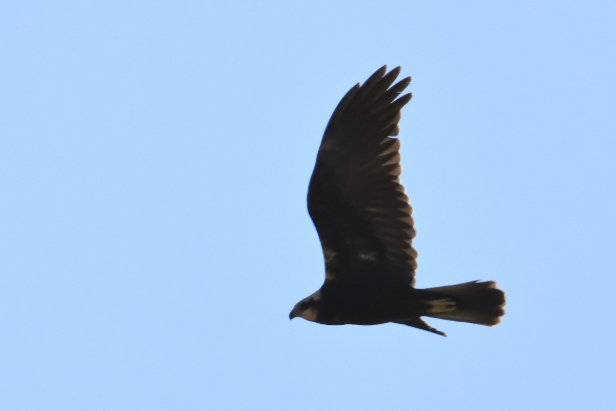 Falco di palude - ML642022903
