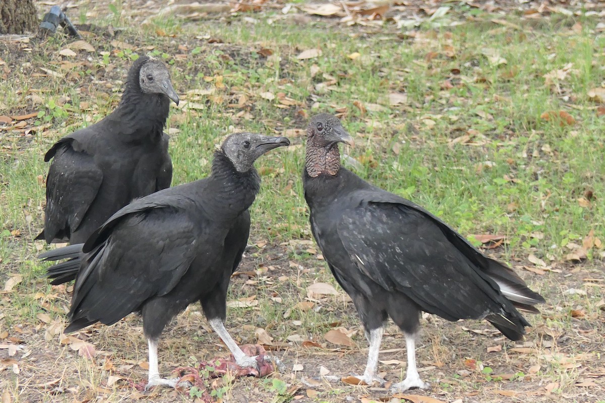 Urubu noir - ML642022904