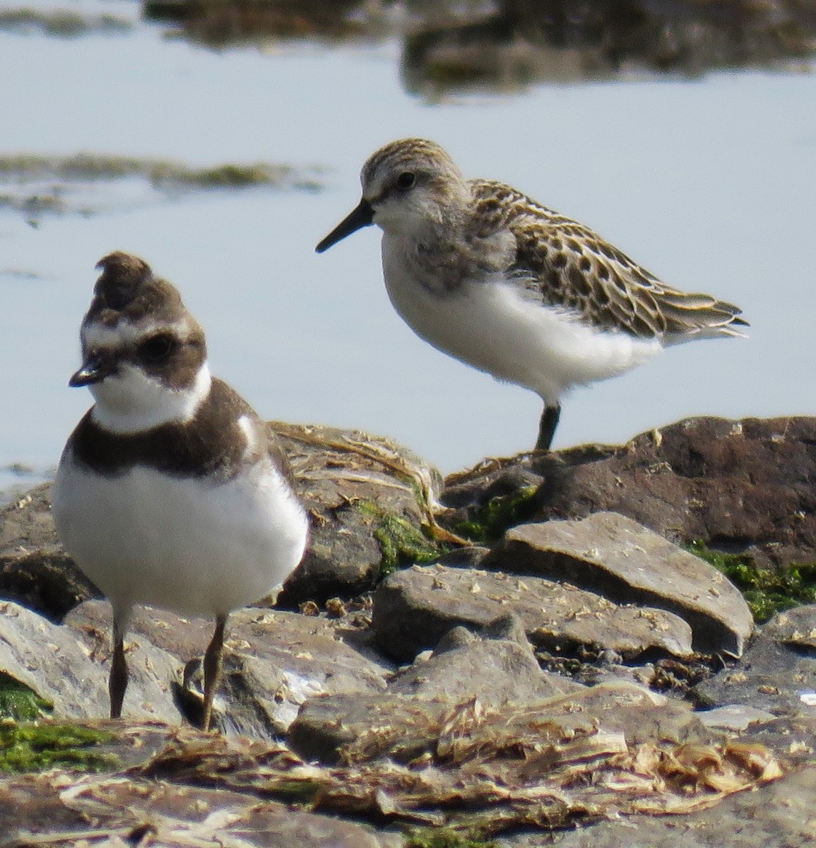 Semipalmated Sandpiper - ML642022938