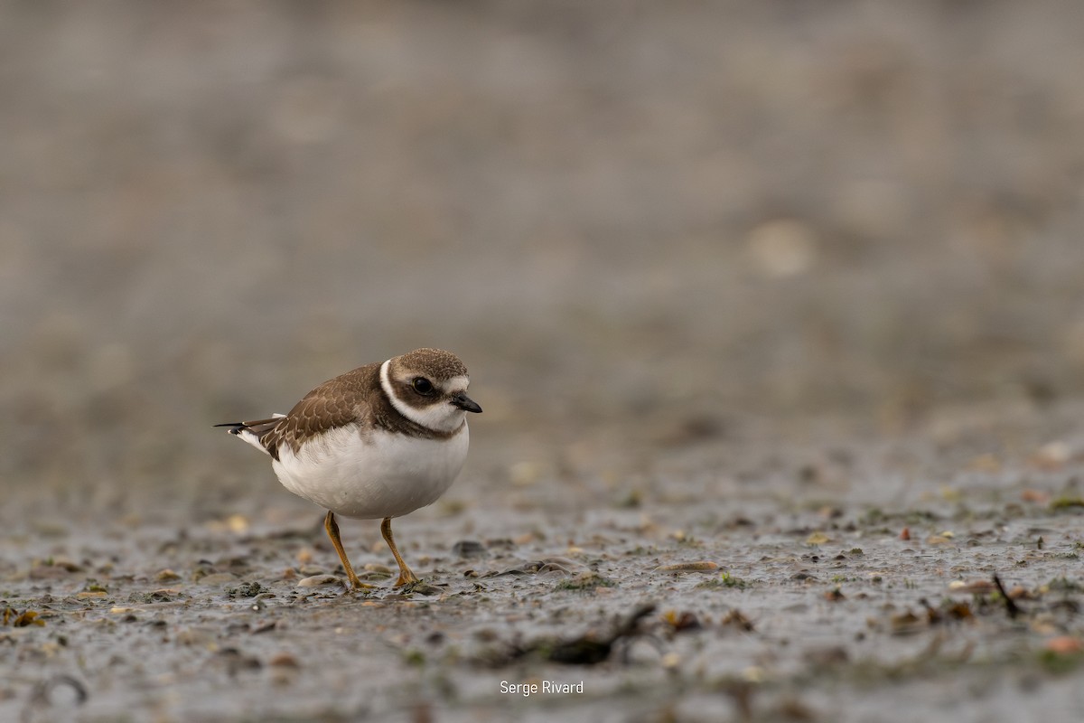 Semipalmated Plover - ML642022952