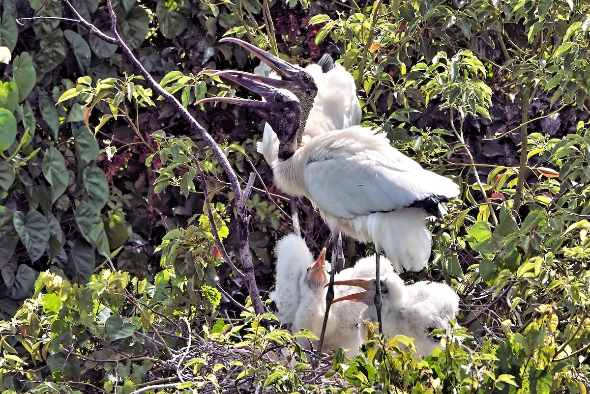 Wood Stork - Alan Mitchnick