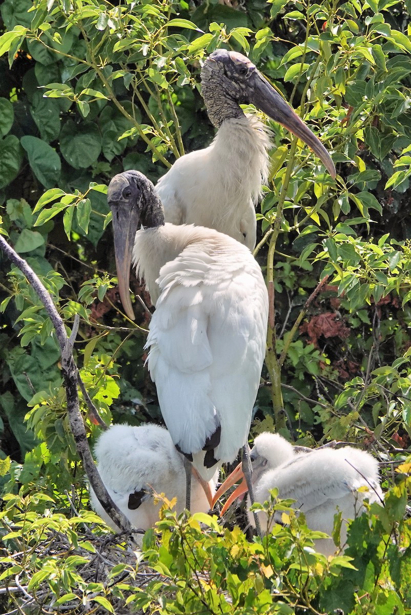 Wood Stork - ML642022972