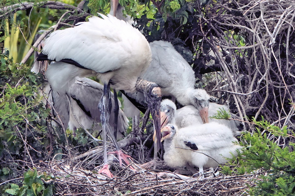 Wood Stork - ML642022975