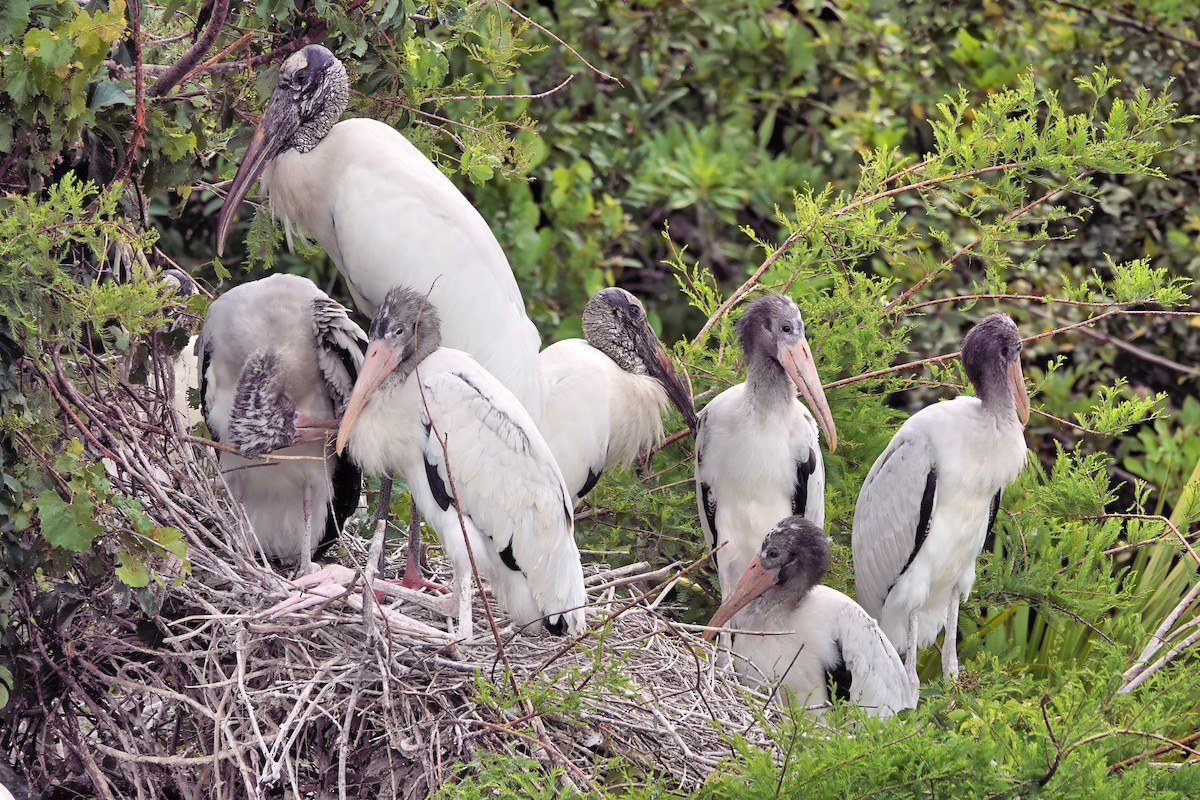 Wood Stork - ML642022976