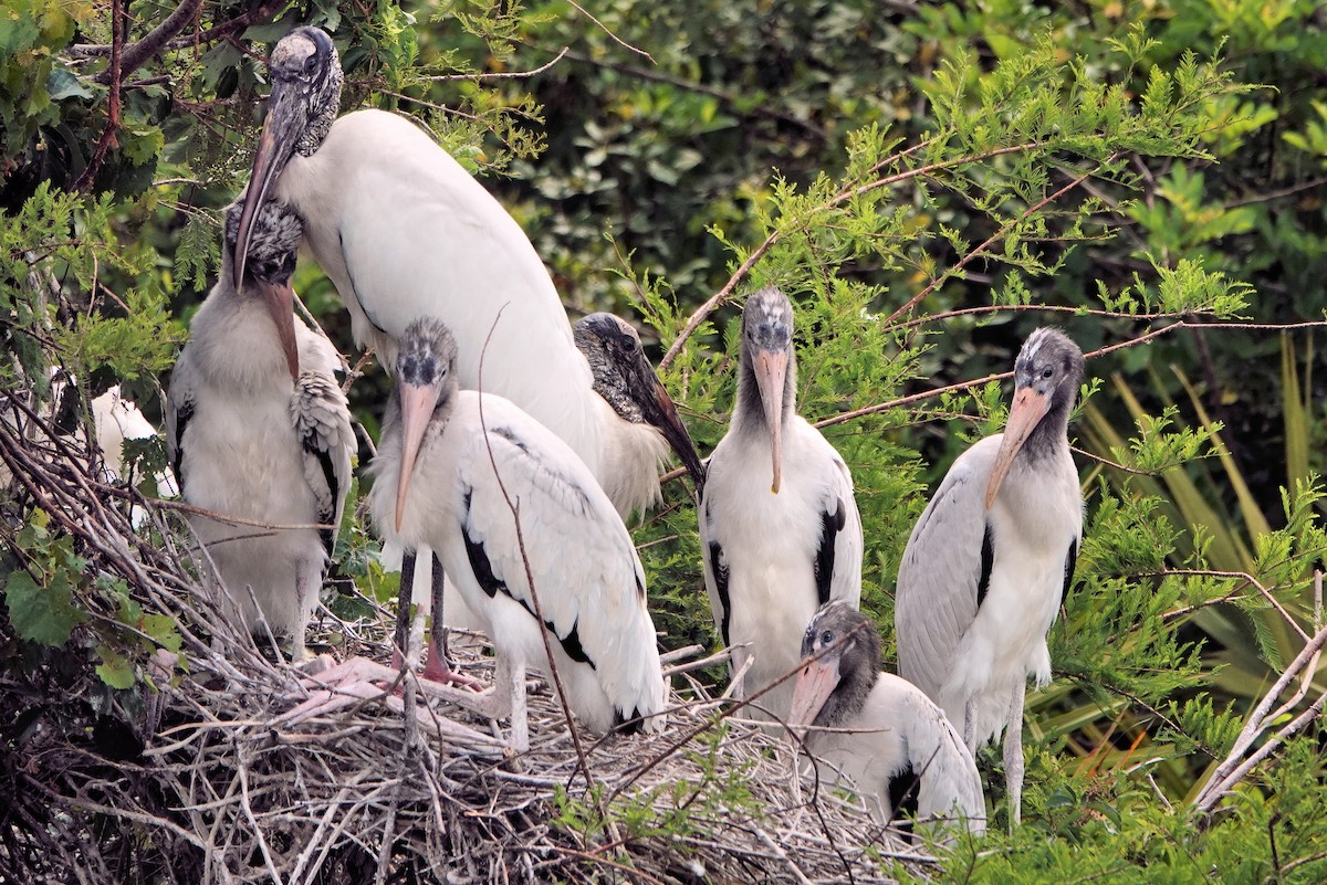 Wood Stork - ML642022977