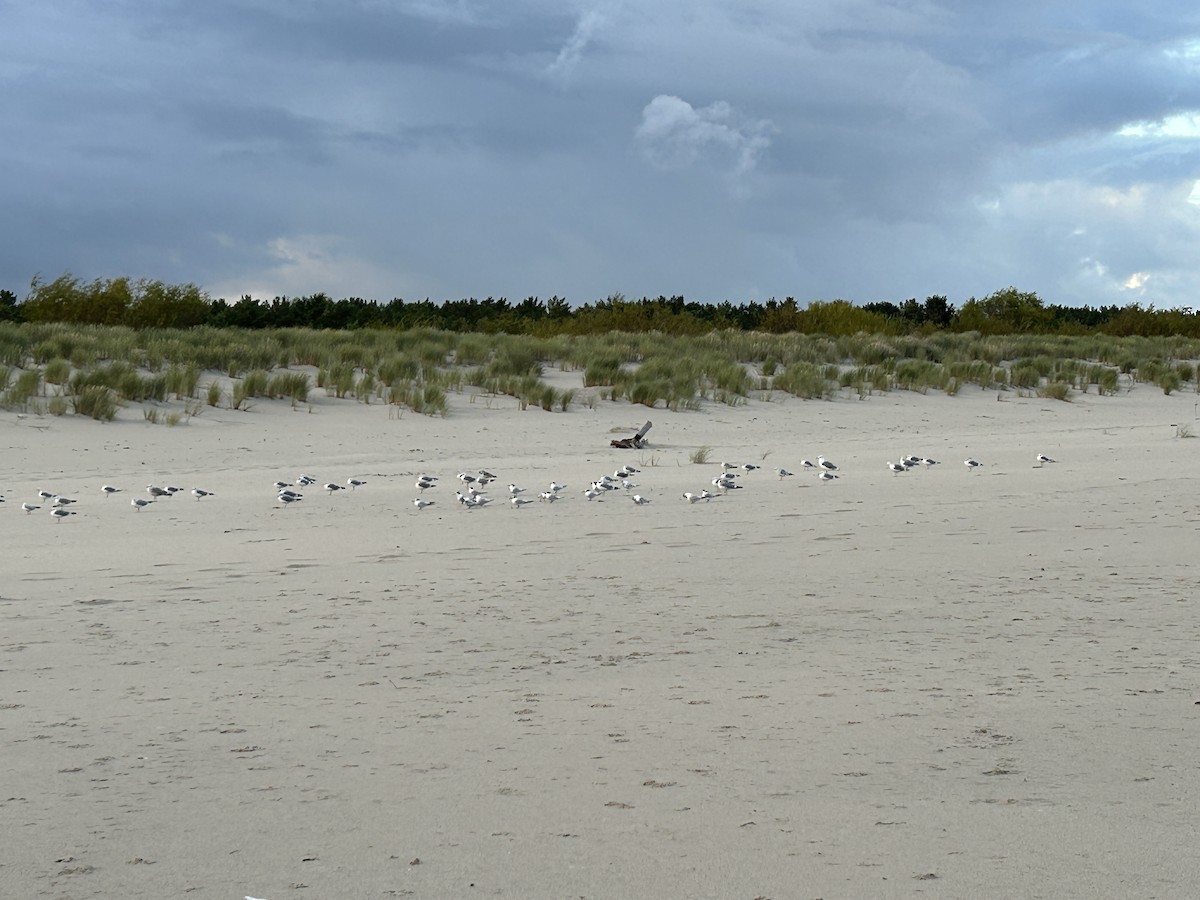 Common Gull - ML642022999