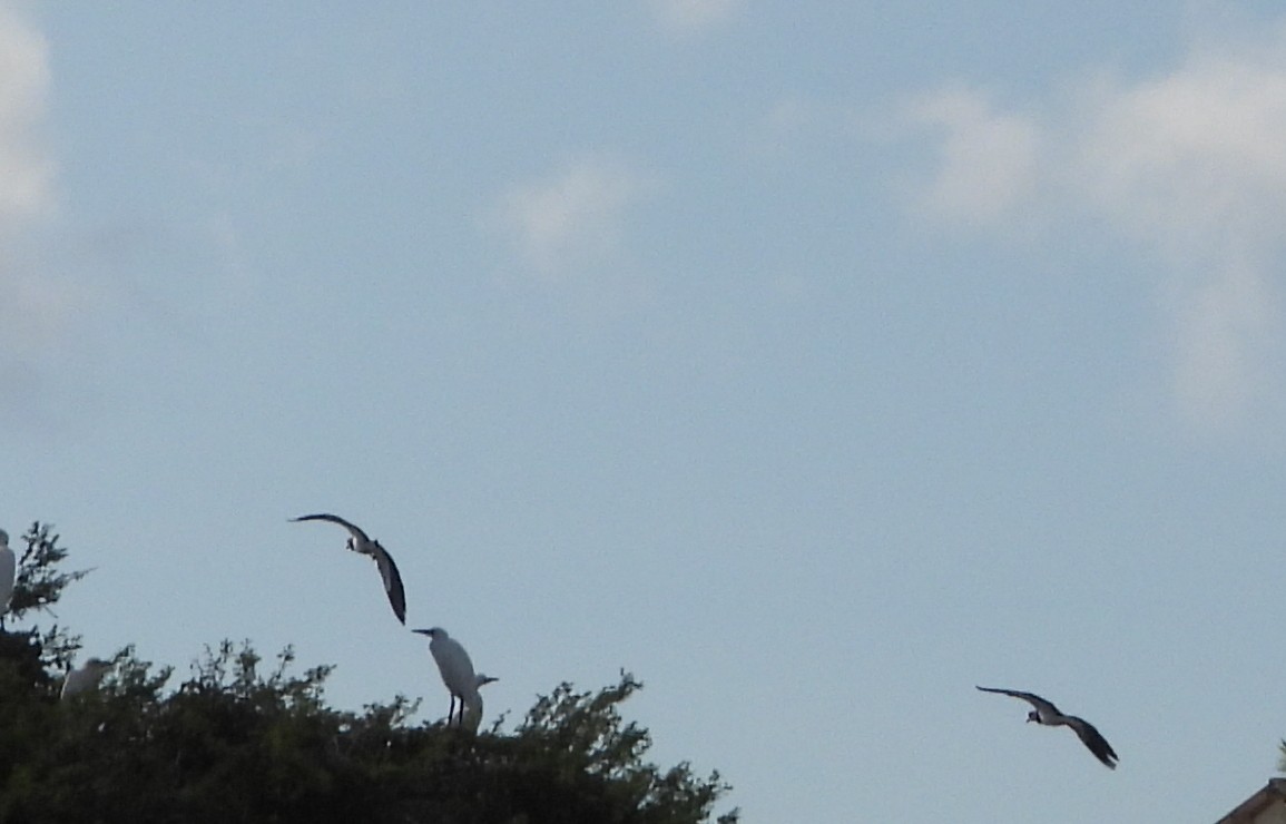 Southern Lapwing - Cisca  Rusch