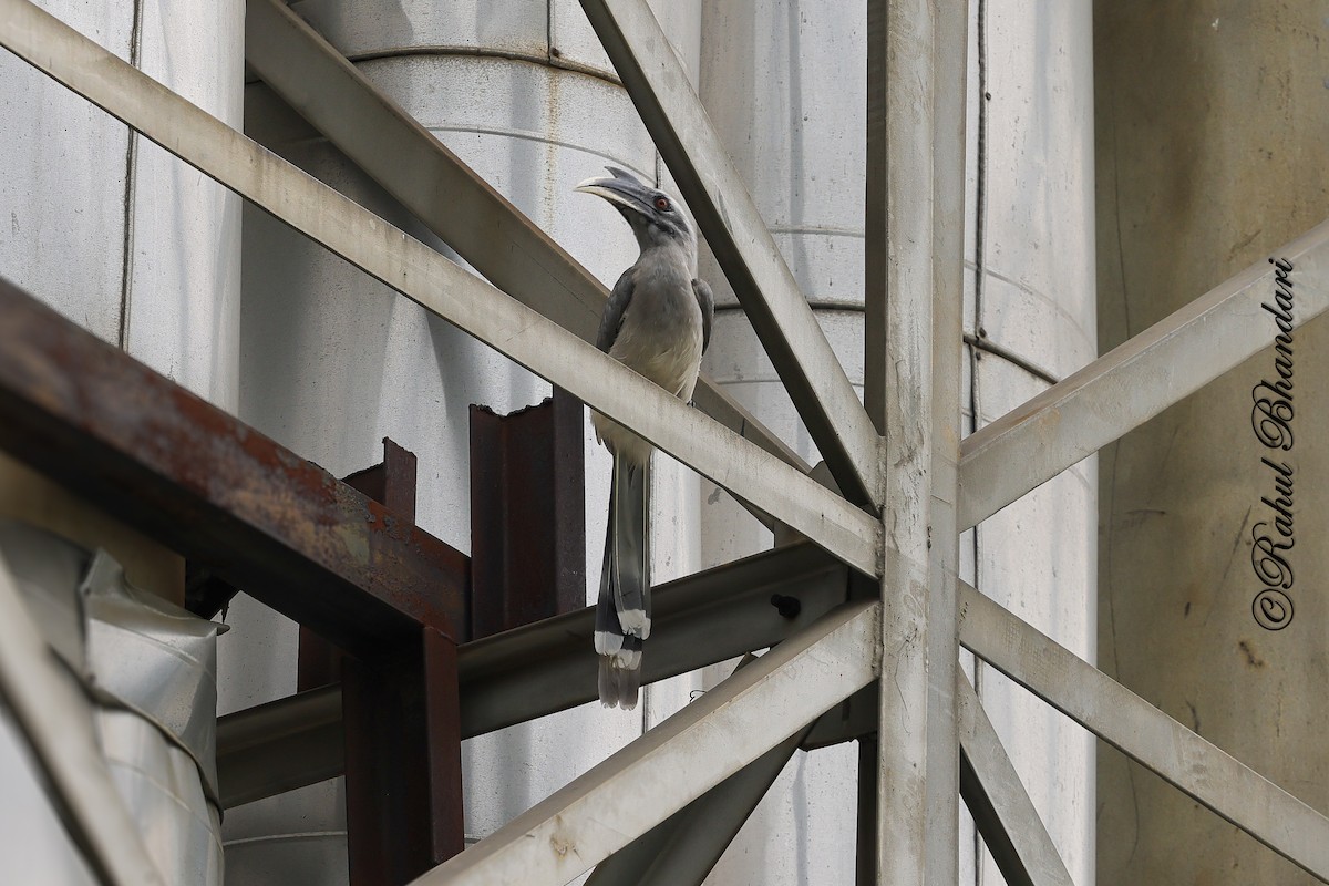 Indian Gray Hornbill - ML642023013