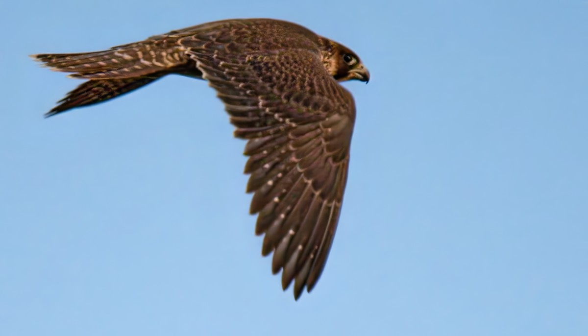 sokol stěhovavý - ML642023019