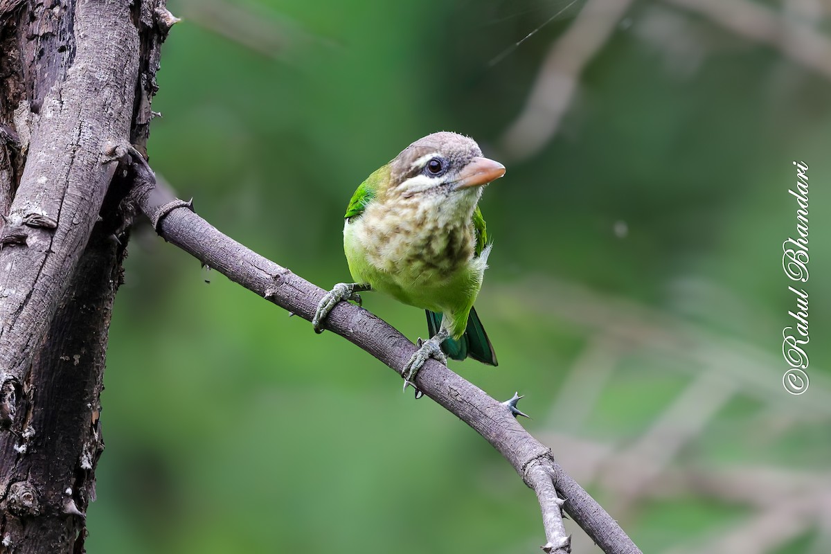 White-cheeked Barbet - ML642023025