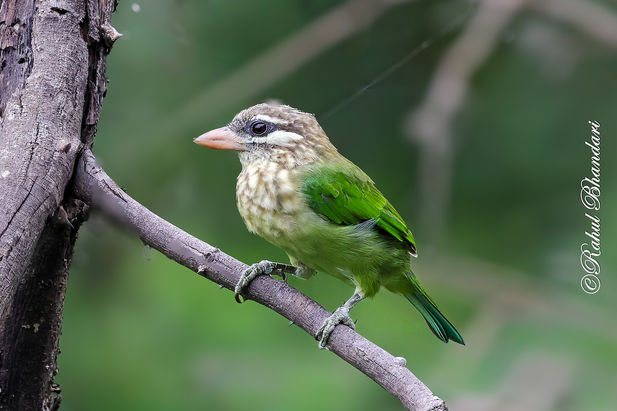 White-cheeked Barbet - ML642023026