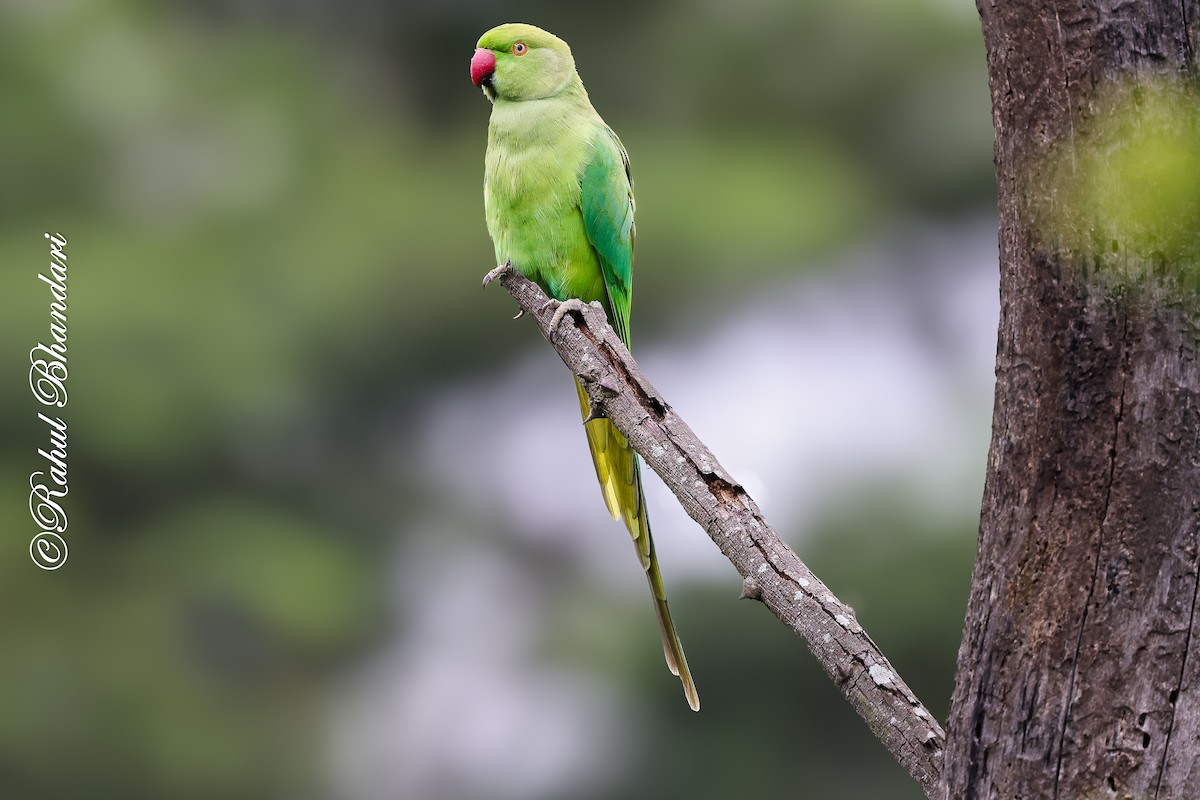 Rose-ringed Parakeet - ML642023031