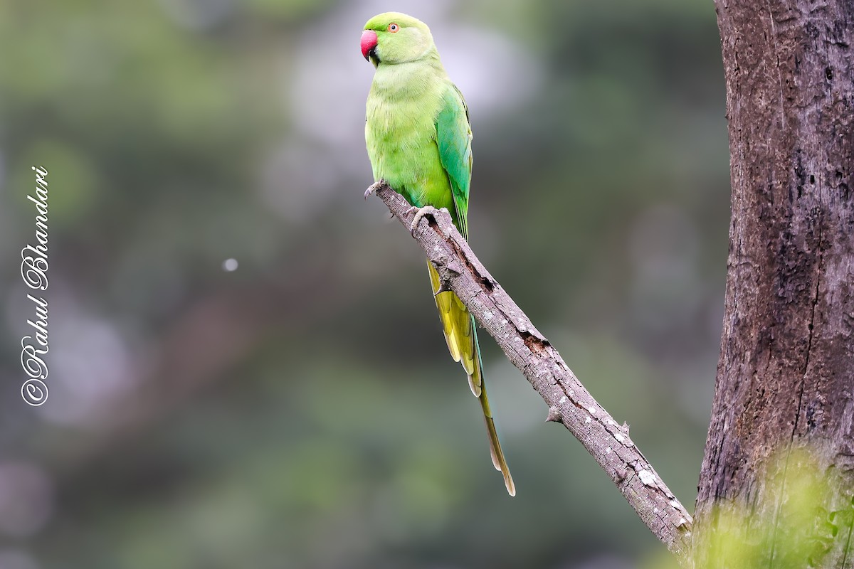 Rose-ringed Parakeet - ML642023032