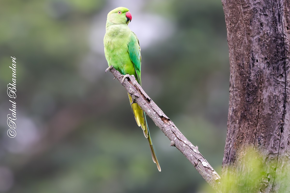 Rose-ringed Parakeet - ML642023033