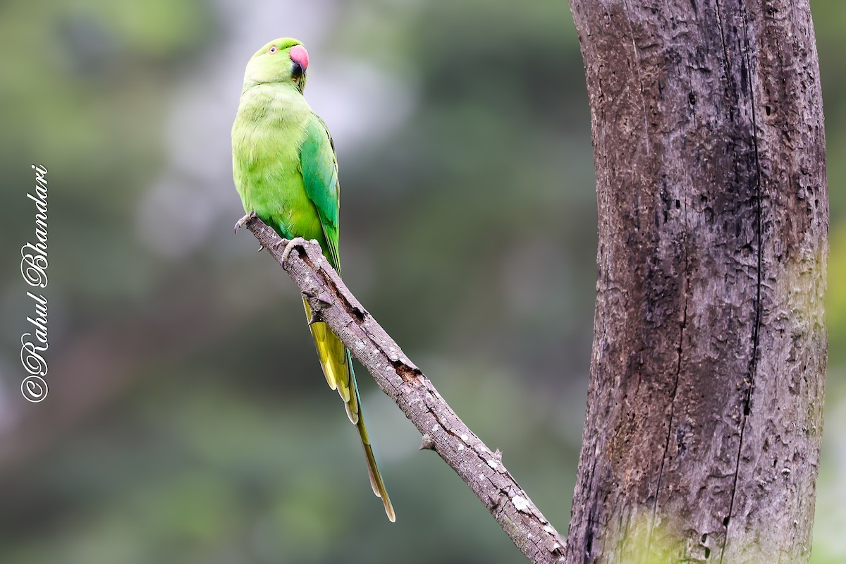Rose-ringed Parakeet - ML642023037