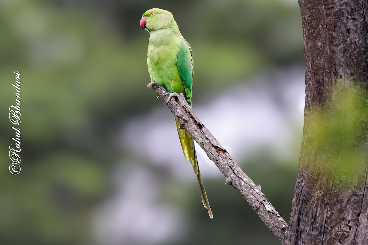 Rose-ringed Parakeet - ML642023038