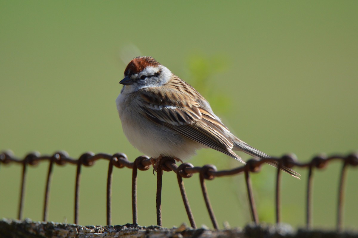 Chipping Sparrow - ML642023039