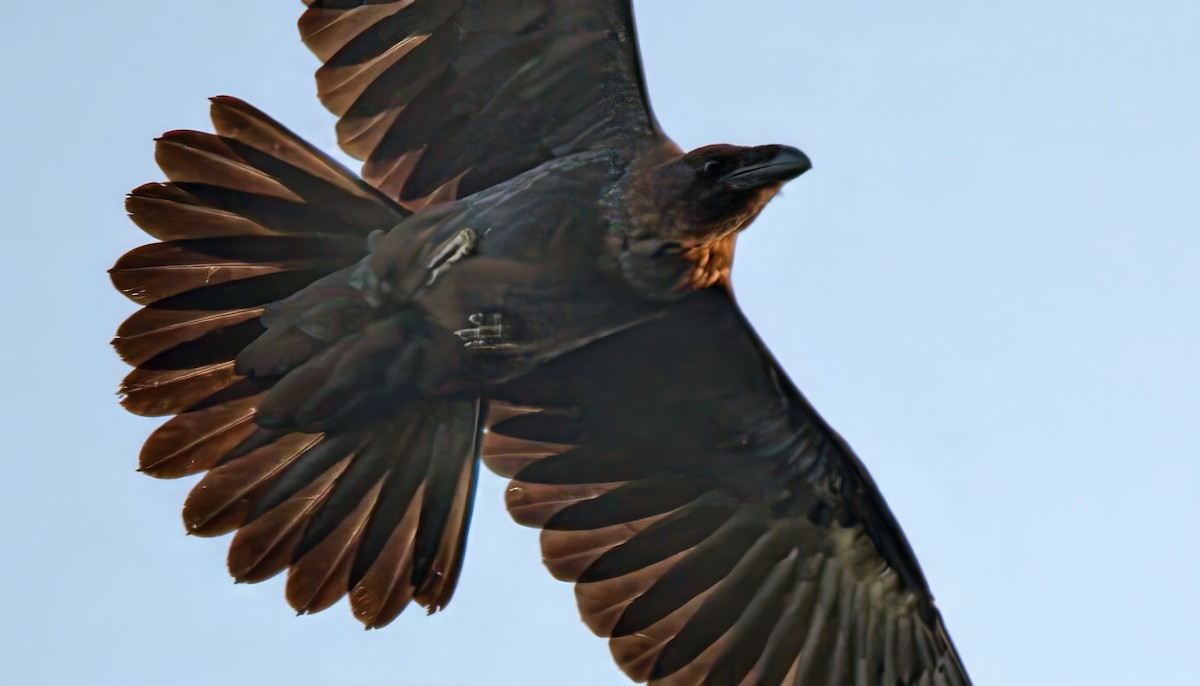 krkavec velký - ML642023040