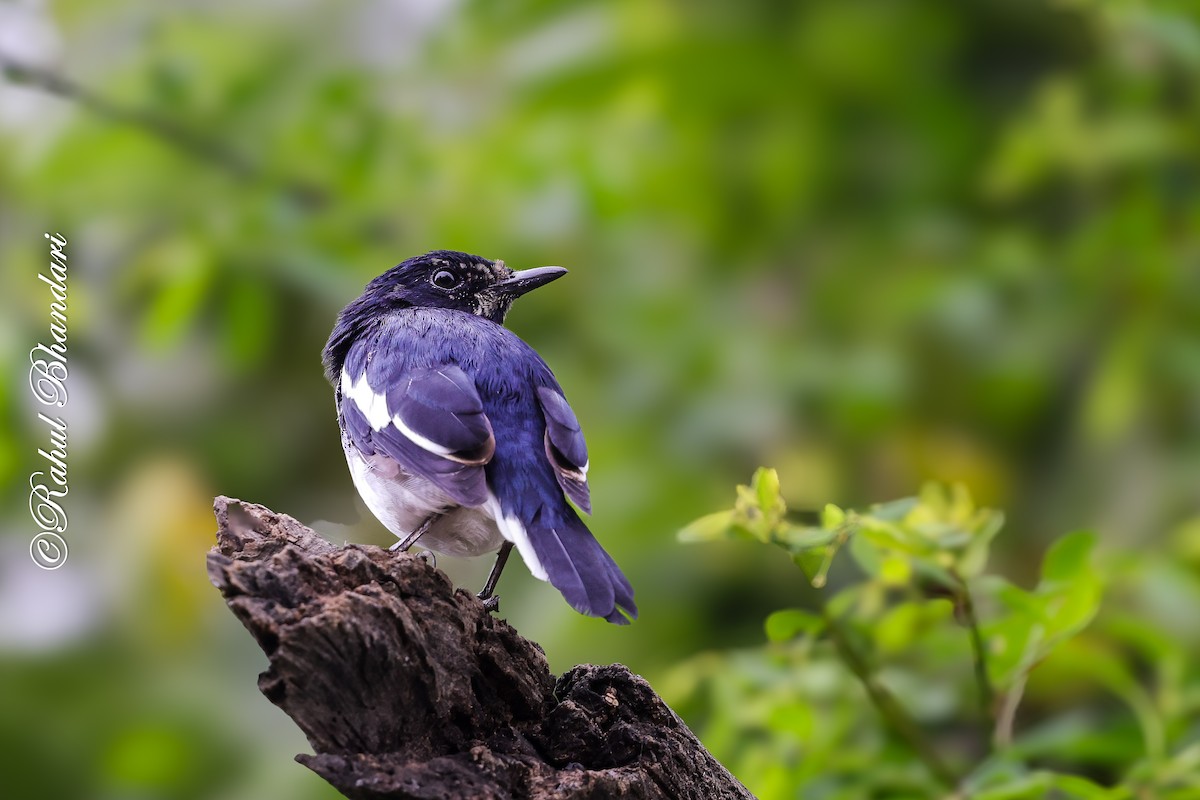 Oriental Magpie-Robin - ML642023046