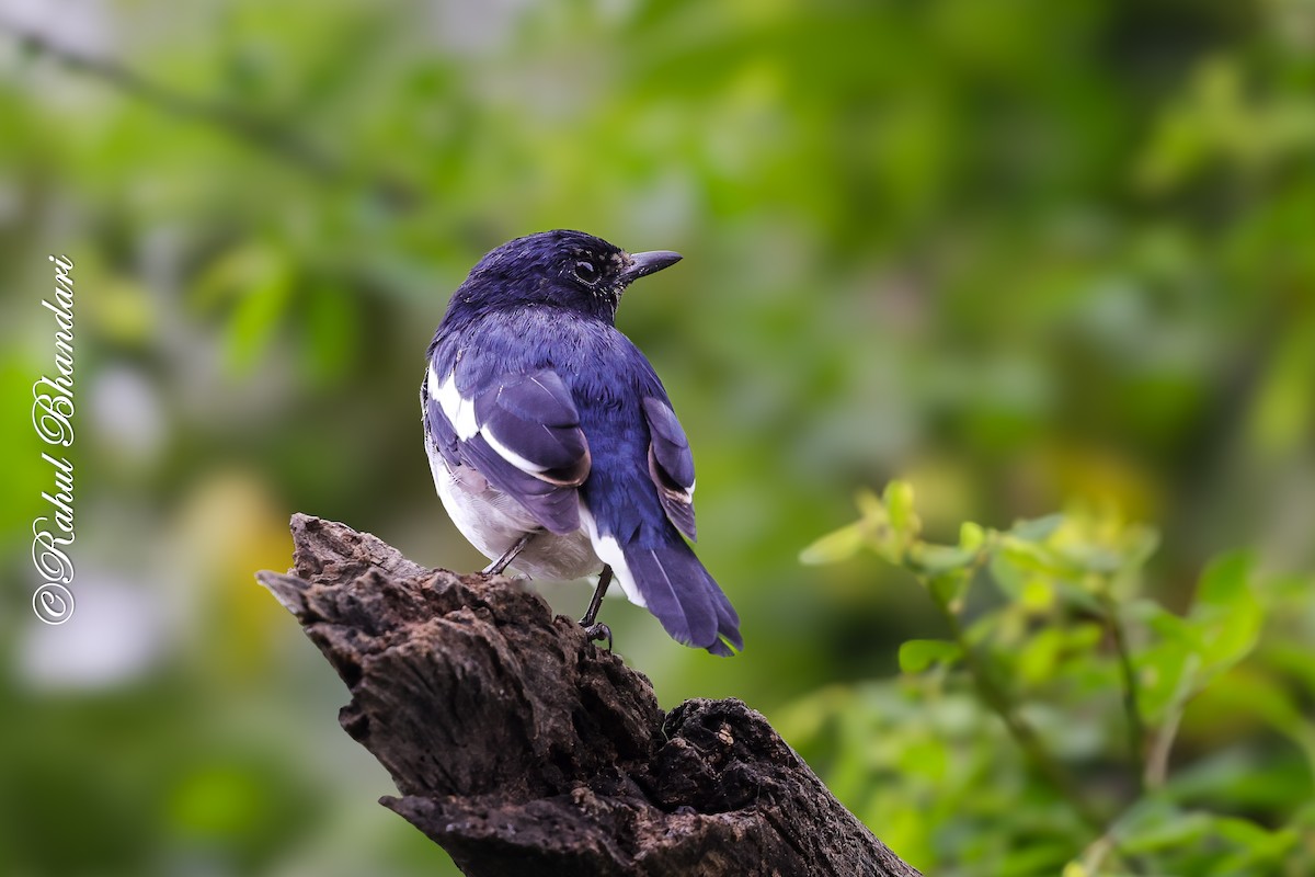 Oriental Magpie-Robin - ML642023047
