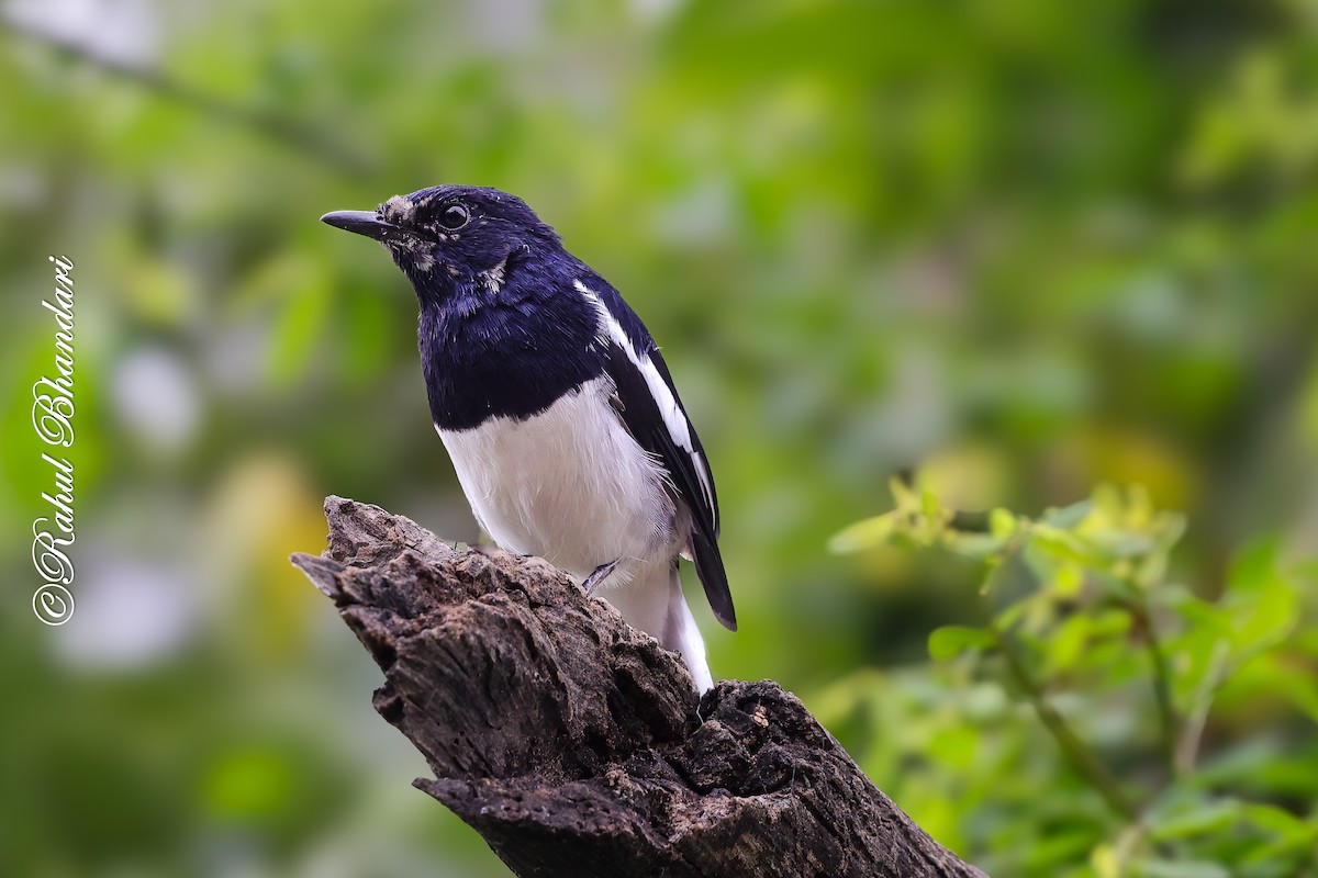 Oriental Magpie-Robin - ML642023048