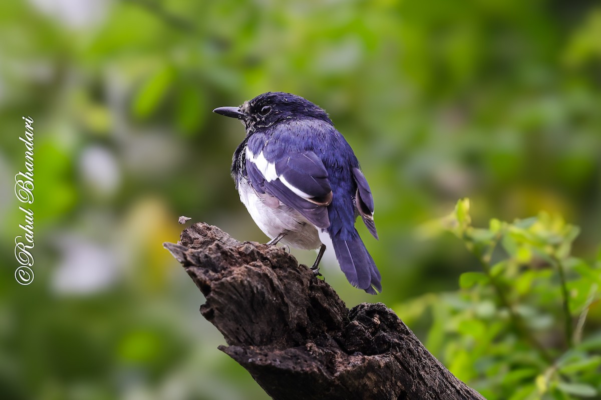 Oriental Magpie-Robin - ML642023049