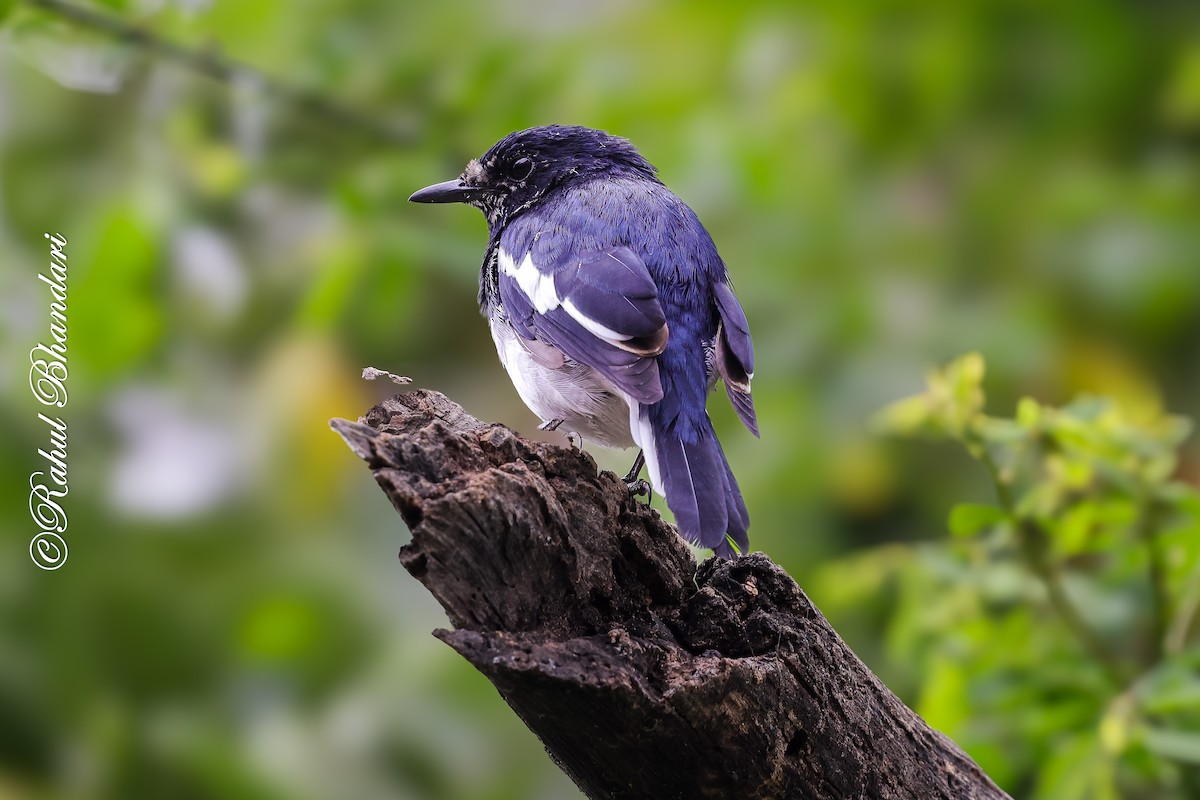 Oriental Magpie-Robin - ML642023050