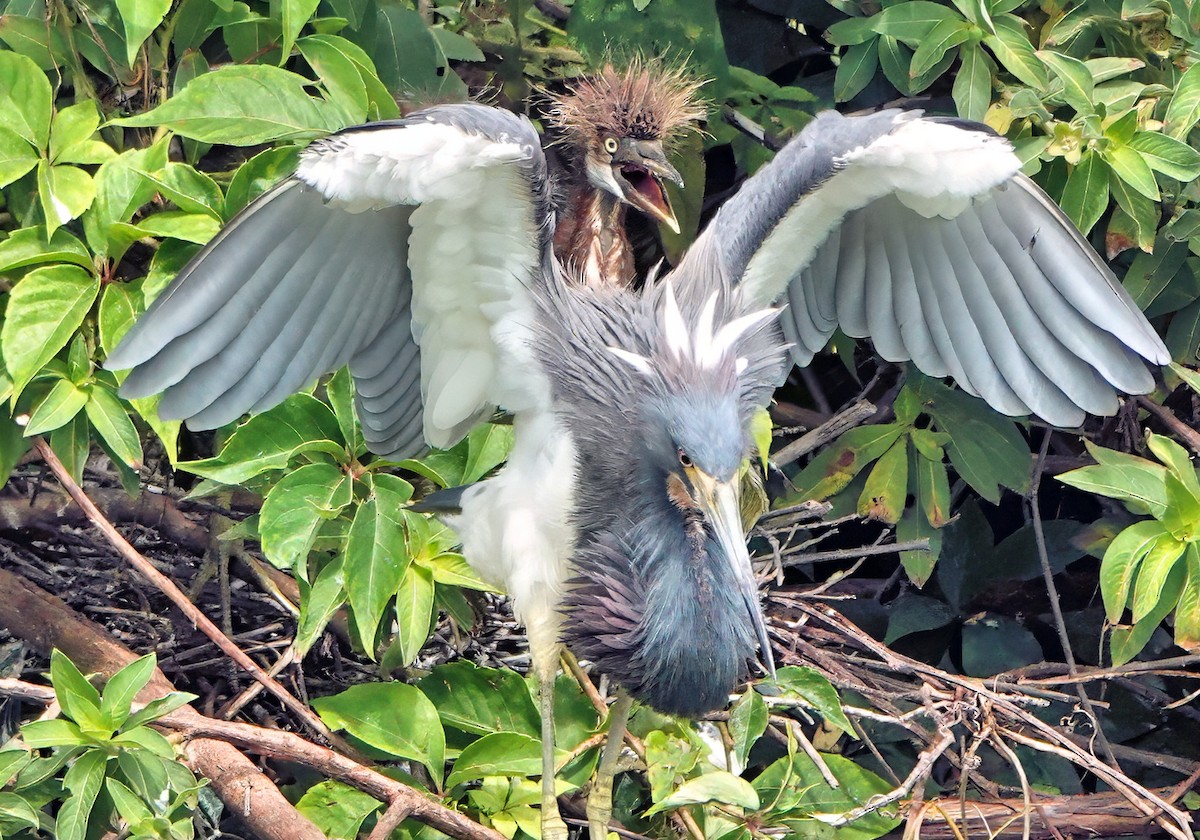 Tricolored Heron - ML642023051