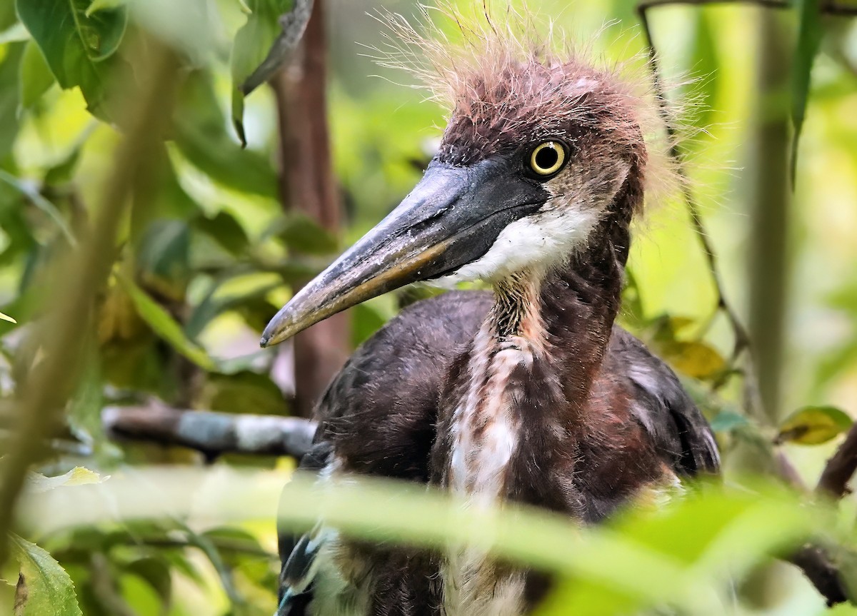 Tricolored Heron - ML642023052