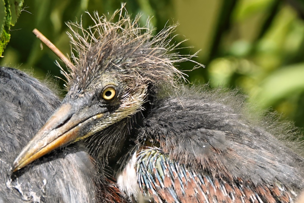 Tricolored Heron - ML642023053