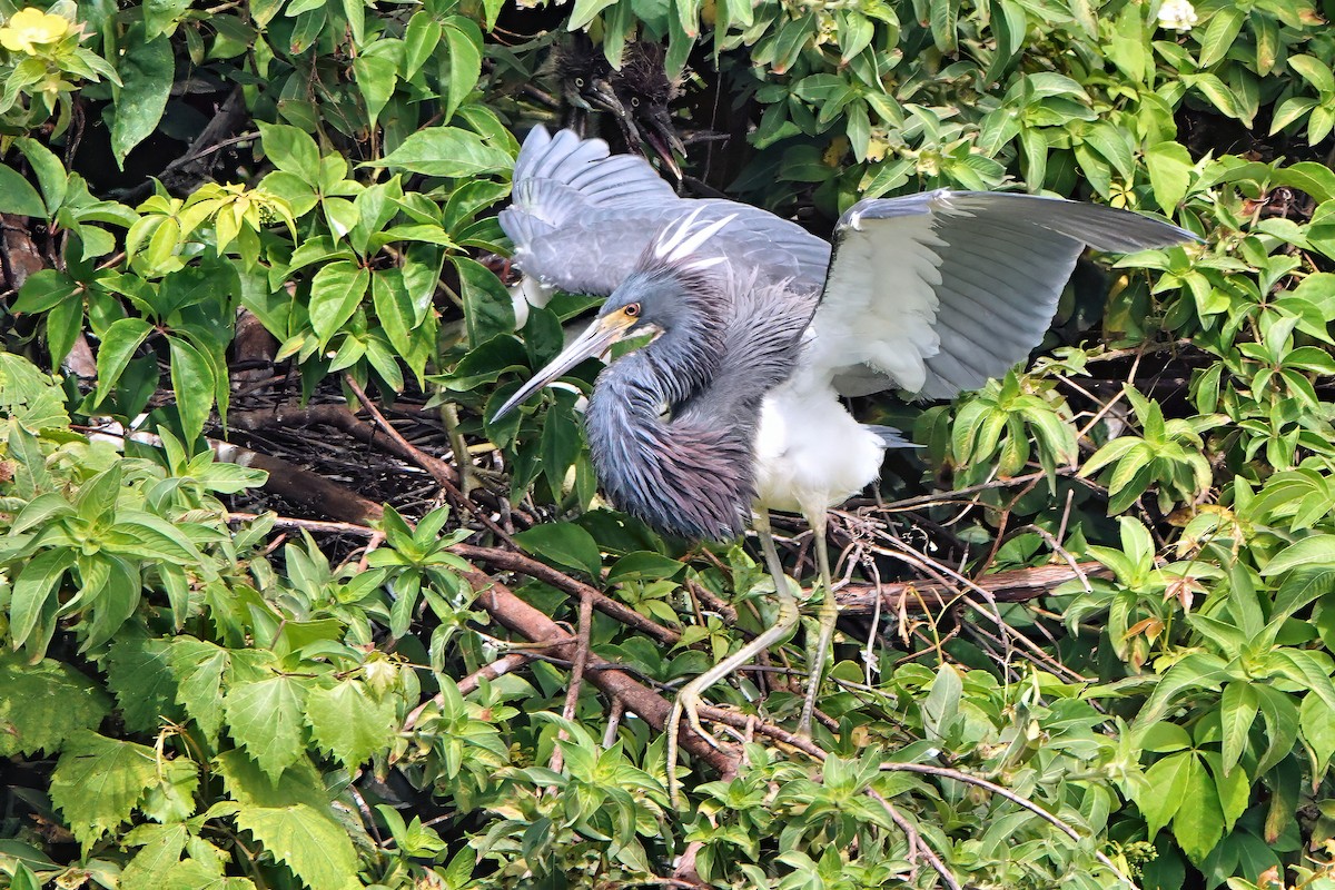 Tricolored Heron - ML642023054
