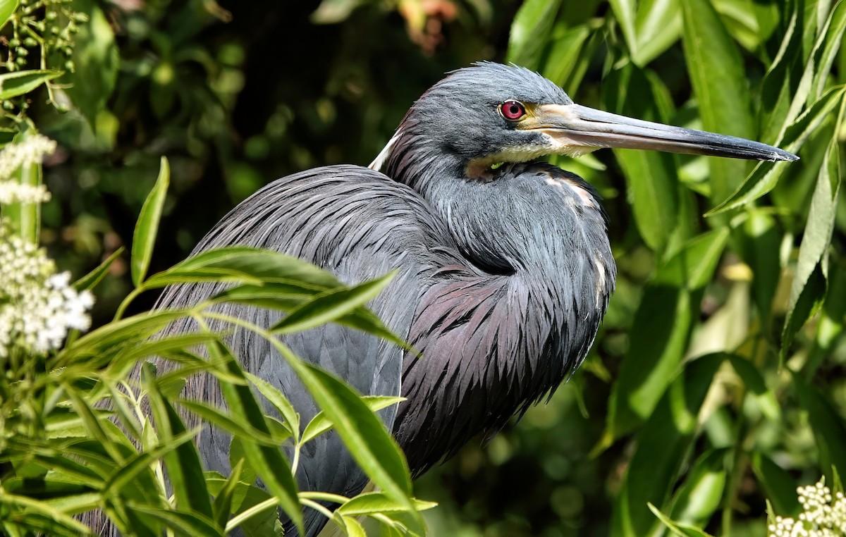 Tricolored Heron - ML642023056