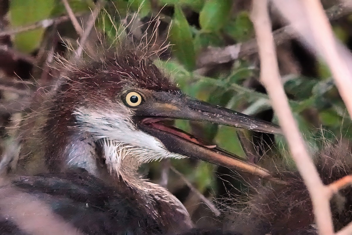 Tricolored Heron - ML642023057