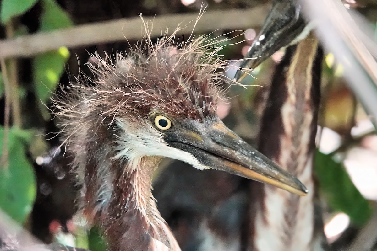 Tricolored Heron - ML642023058