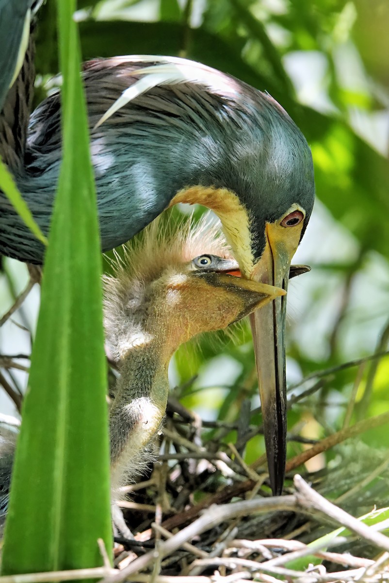 Tricolored Heron - ML642023059