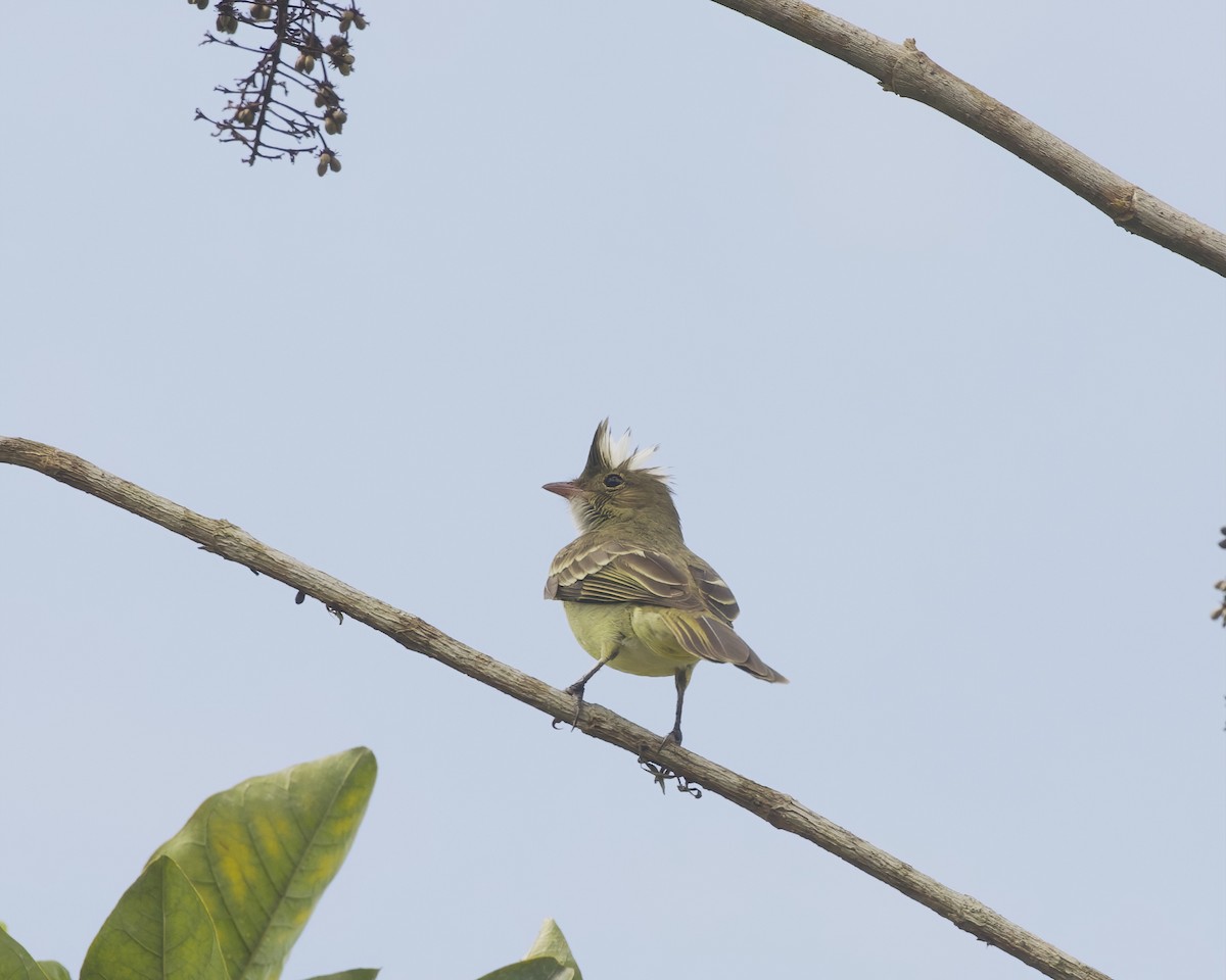 Mottle-backed Elaenia - ML642023078
