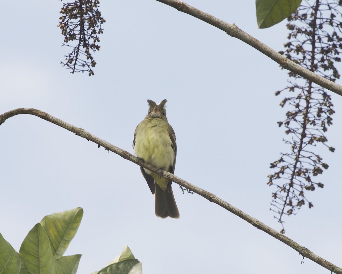 Mottle-backed Elaenia - ML642023079