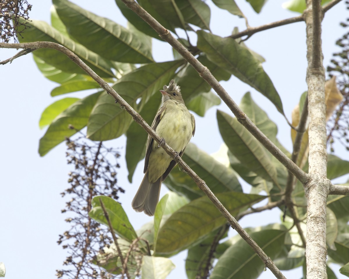 Mottle-backed Elaenia - ML642023080