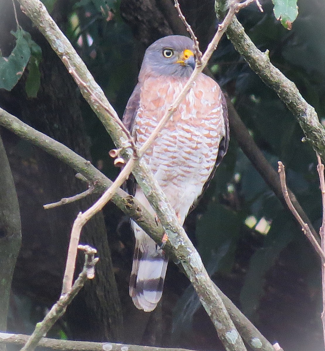 Roadside Hawk - ML642023088