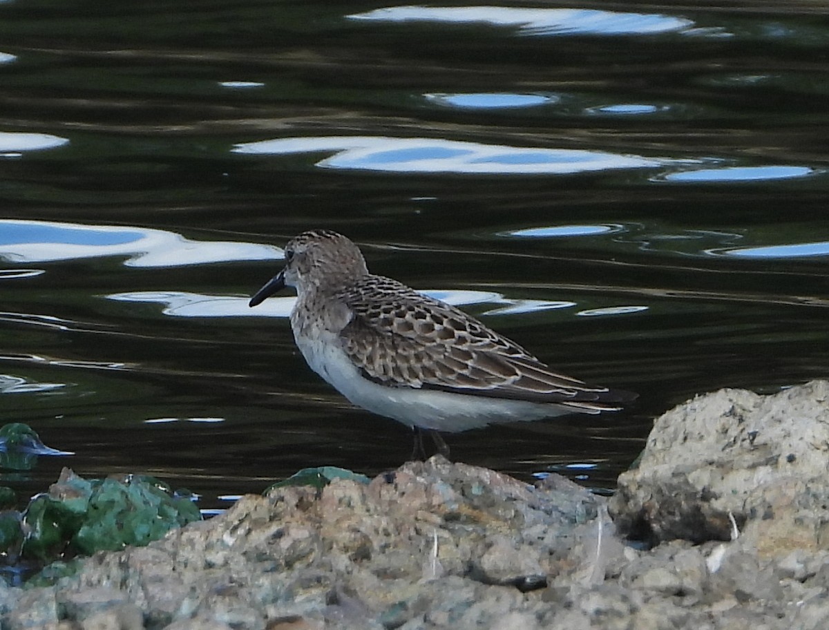 Semipalmated Sandpiper - ML642023090