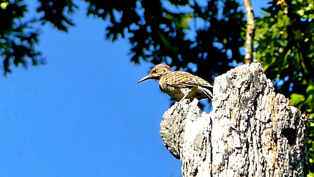 Northern Flicker - ML642023102
