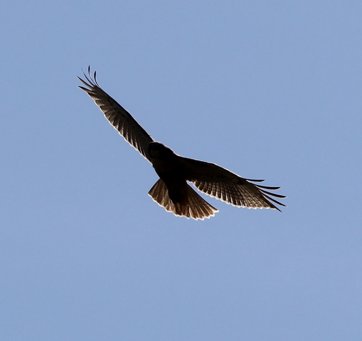 Red-tailed Hawk - ML642023106